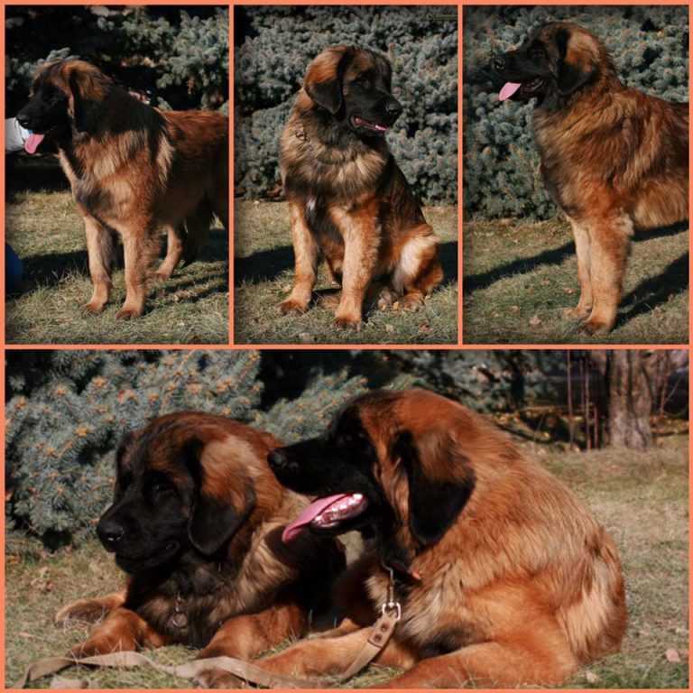 Собаки породы леонбергер, характерные особенности, история происхождения и стандарты породы