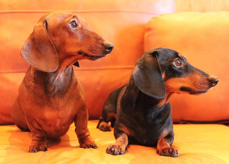 Карликовая такса (миниатюрная такса, мини-такса)  — описание породы собаки от а до я