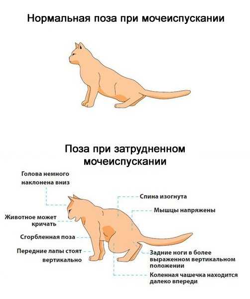 Лечение мочекаменной болезни у кошек | ветеринарная клиника «ветмед»