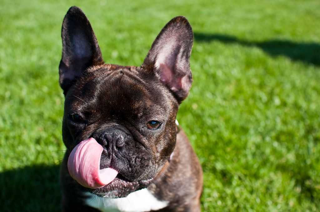 Французский бульдог 🐶 фото, описание, характер, факты, плюсы, минусы собаки ✔