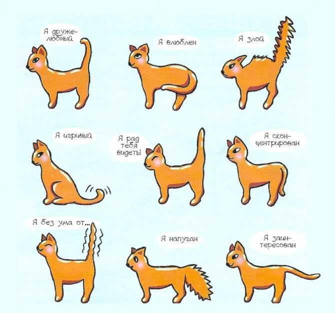 7 причин, почему кошка виляет хвостом - объяснение поведения