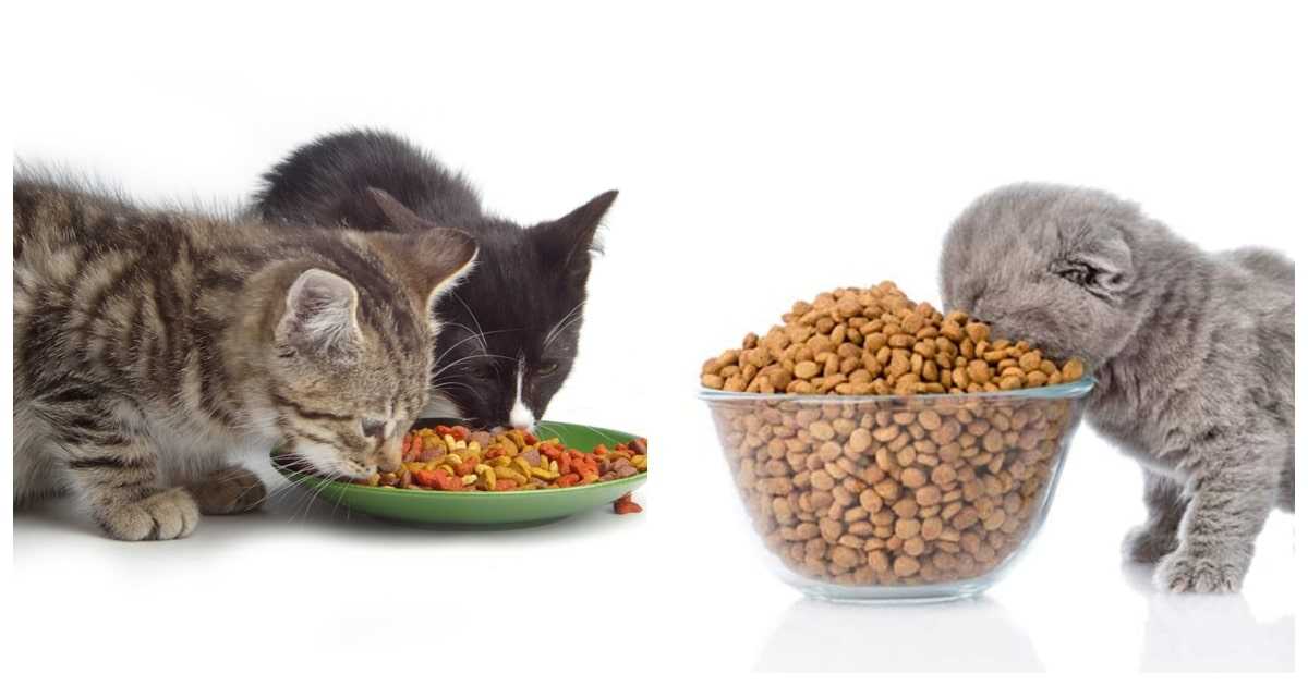 Почему котенок не ест сухой корм