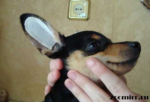 Как поставить уши щенку: породы, которые нуждаются в поставке ушей, можно ли поставить уши взрослой собаке