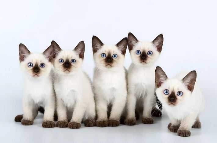 Тайская кошка: фото, описание породы, окрасы и характер, цена котенка