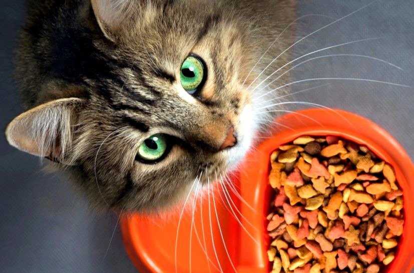 Кошка (кот) постоянно просит есть: причины