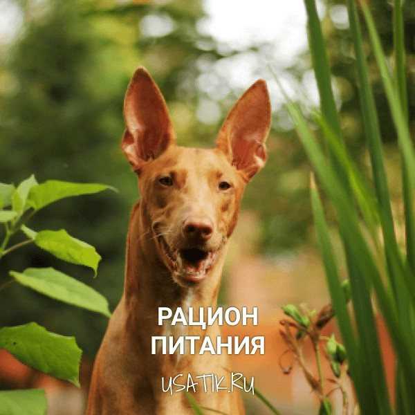 Фараонова собака. описание, особенности, уход и цена фараоновой собаки | sobakagav.ru