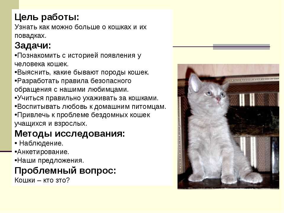 Гималайская кошка (фото): описание, плюсы и минусы породы, окрасы, характер, уход, цена котенка