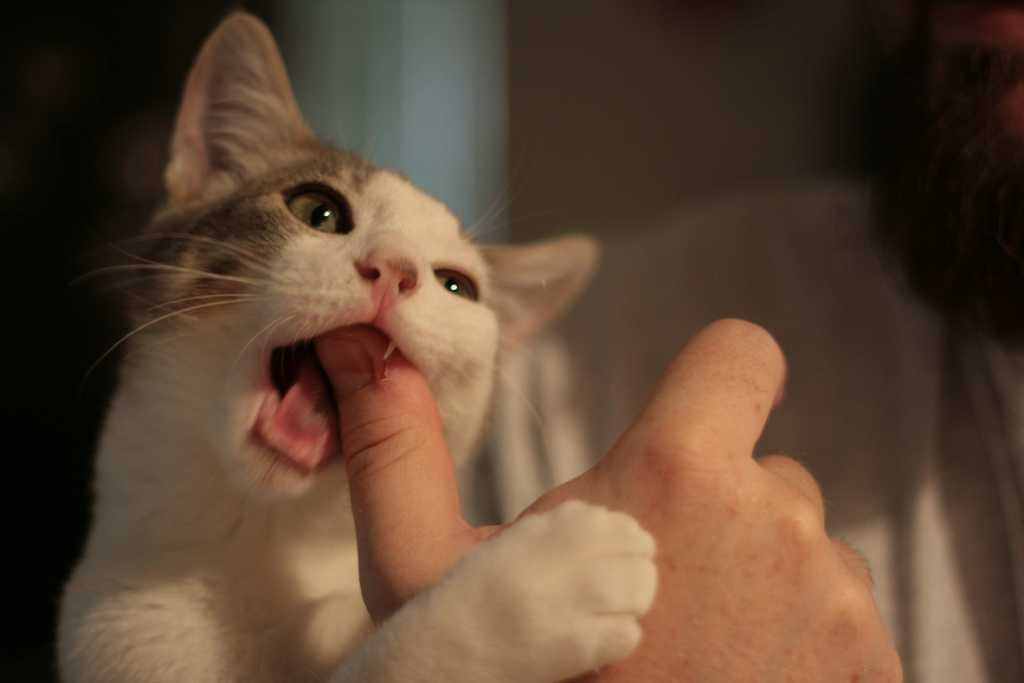 7 причин, почему кошка кусает за нос