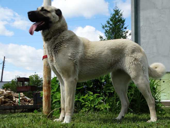 Анатолийская овчарка (карабаш): фото породы собак, характер, история и особенности породы