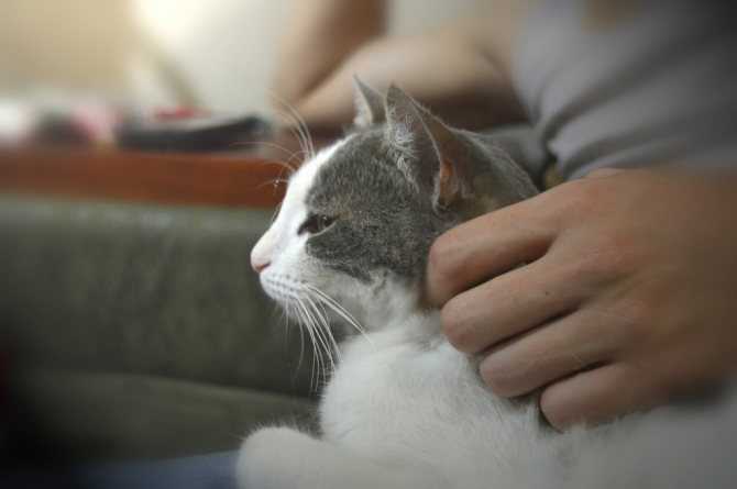 Кошка лижет руки и лицо человека — 5 причин, что делать, почему кот постоянно облизывается
