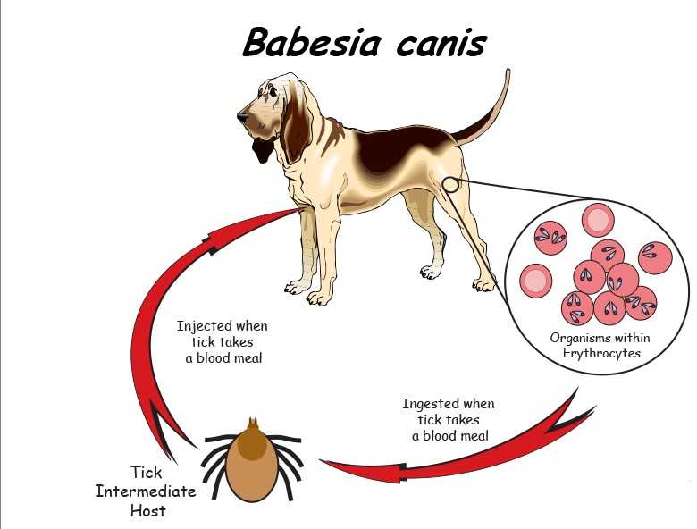 Анаплазмоз у собак: основные сведения, диагностика и способы лечения