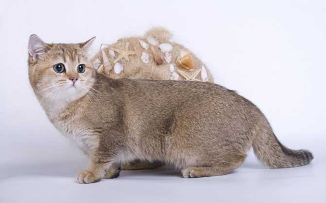 Вислоухие породы кошек
