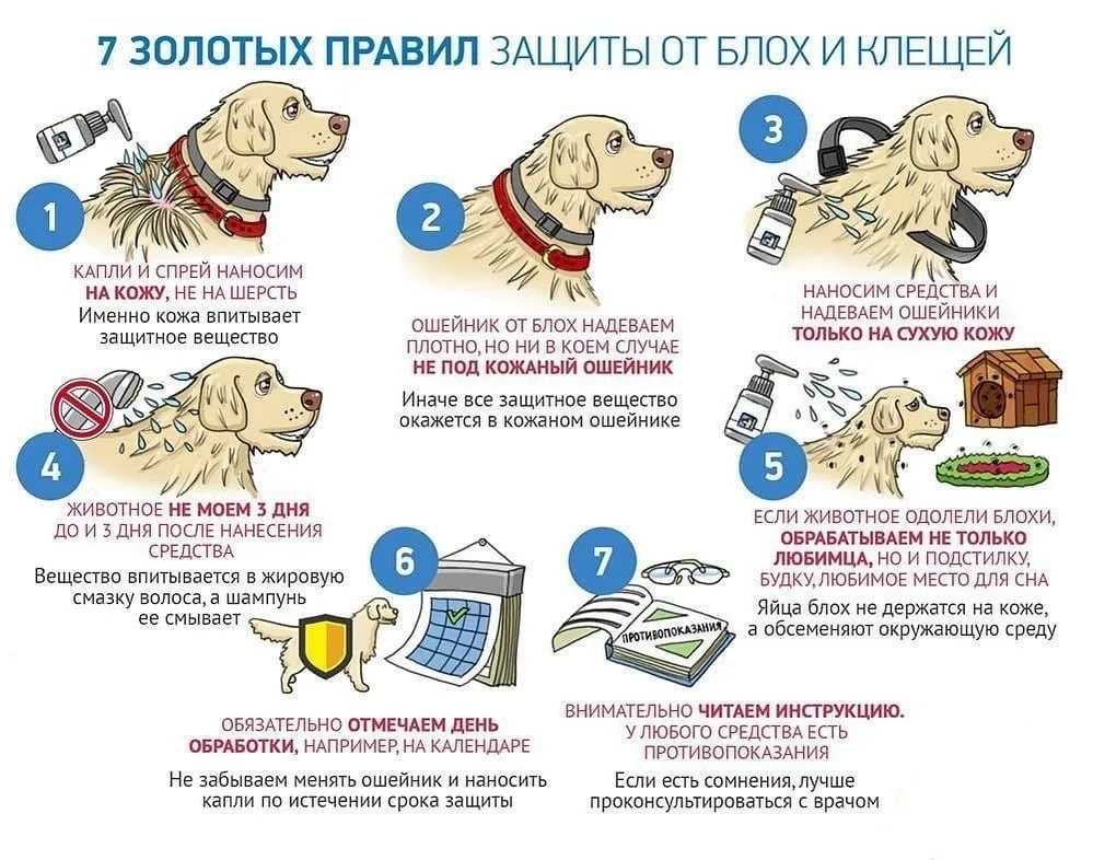 ❶ топ-5 лучших способов чем защитить (обработать) собаку от клещей - отзывы ветеринаров