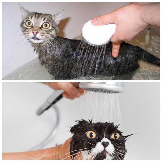 Как купать кота правильно: как помыть котенка, кошку, как часто можно мыть котов, нужно ли; температура воды; стоит ли купать беременную кошку, домашнюю - vet-call24 киев