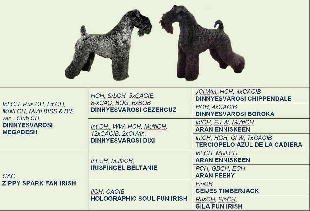 Описание породы собак керри-блю-терьер с отзывами владельцев и фото