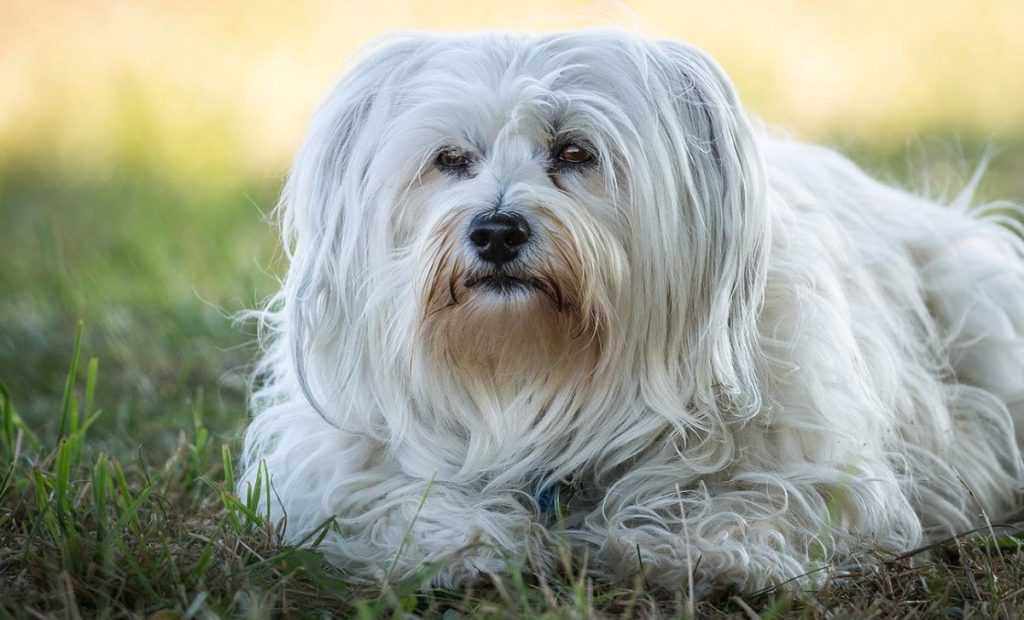 Самые милые породы собак: топ самых милых собак с фото — pet-mir.ru