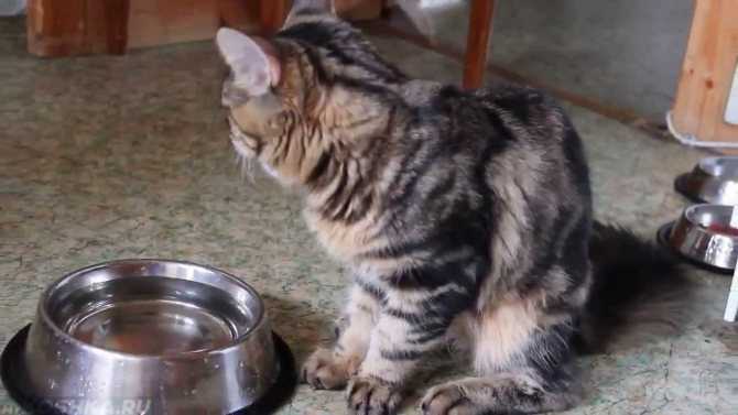 Знайте, сколько воды обычно пьет ваша кошка. Если она вдруг перестает пить воду или начинает регулярно пить ее чрезмерное количество, позвоните ветеринару.
