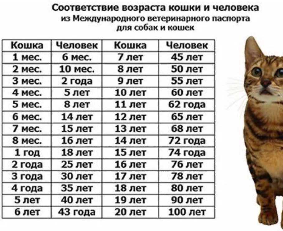 Сколько лет живут кастрированные британские коты