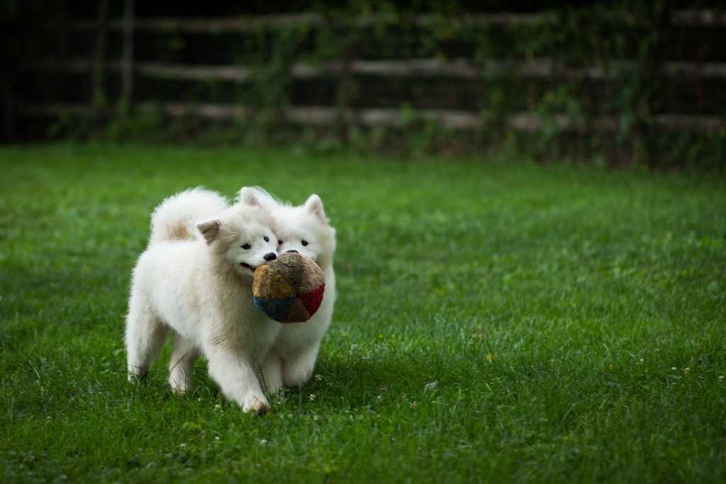 Самоедская собака 🐶 фото, описание, характер, факты, плюсы, минусы собаки ✔