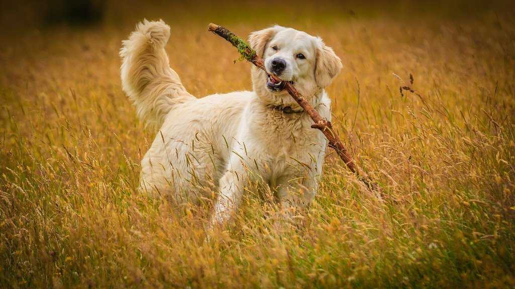 ᐉ порода собак голден ретривер: описание и характеристика, фото - zoovet24.ru