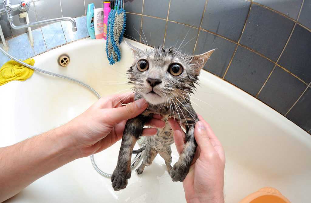 Как помыть кота без риска для жизни? - советы