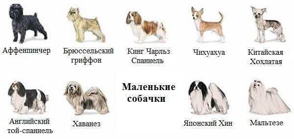 Лангхаар: характеристики породы собаки, фото, характер, правила ухода и содержания