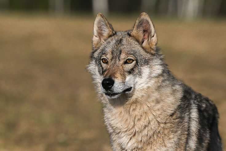 Волкособ: одомашненный волк или особый вид собаки? (125 фото + видео)