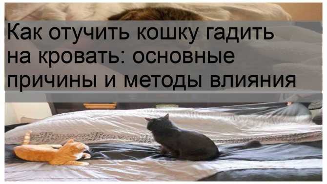 Кошка писает на кровать – причины поведения, и как исправить