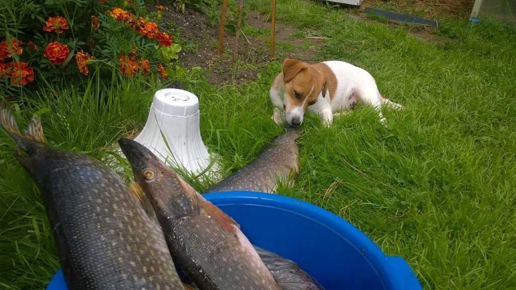 Можно кормить собак рыбой