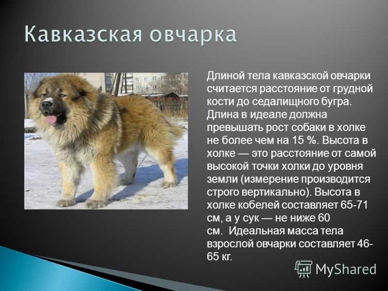 Кавказская овчарка 🐶 фото, описание, характер, факты, плюсы, минусы собаки ✔