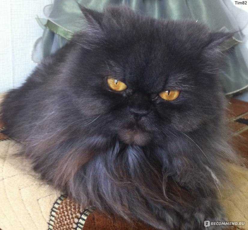 Сколько живут персидские. Сколько живут персидские кошки в домашних условиях. Проблемы у персидских котов. Сколько живут коты персы в домашних условиях. Кот перс пластмассовая жизнь.