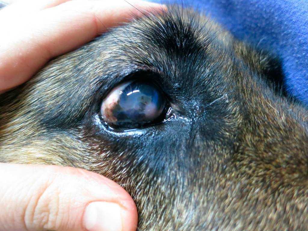 Бельмо на глазу у собаки: лечение в домашних условиях, как лечить у щенков и взрослых питомцев, причины белого пятна, препараты и народные средства