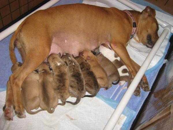 Беременность у собак: сроки, признаки, уход