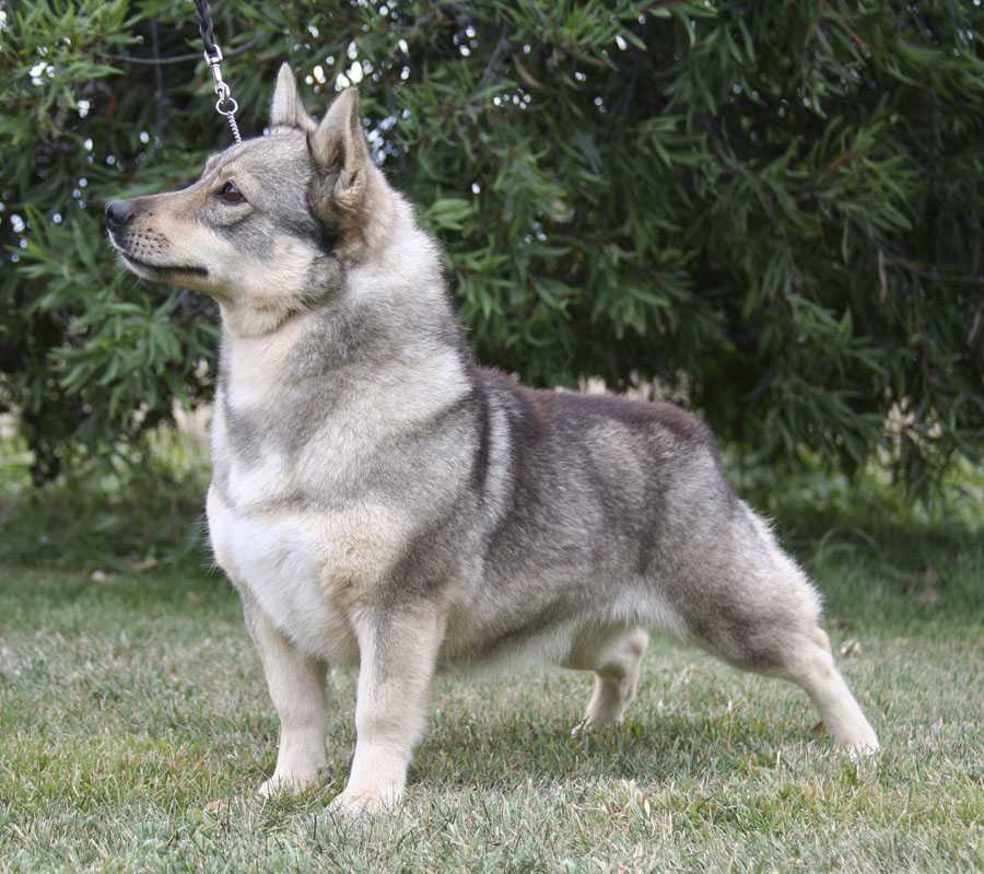 Порода собак шведский вальхунд