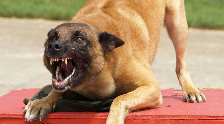 Агрессия собак