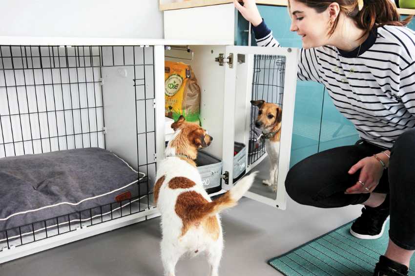 Место для собаки в квартире: как обустроить и приучить к нему питомца