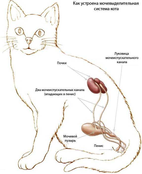 Идиопатический цистит у котов - причины, симптомы, лечение | ветклиника зоостатус