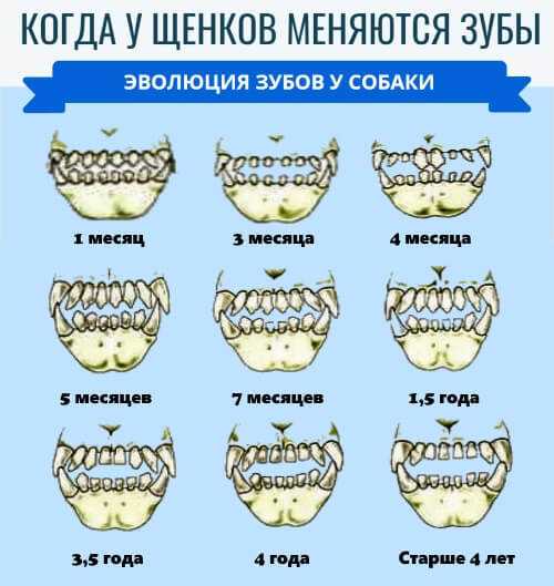 Смена зубов у чихуахуа - возможные осложнения и особенности процесса