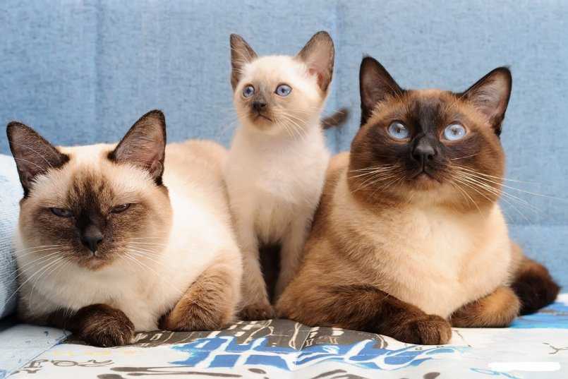 Чем кормить сиамскую кошку, кота и котенка