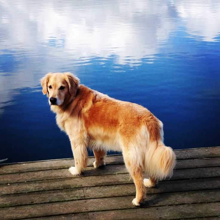 Порода cобак золотистый ретривер: фото, описание породы, характер - purina dog chow