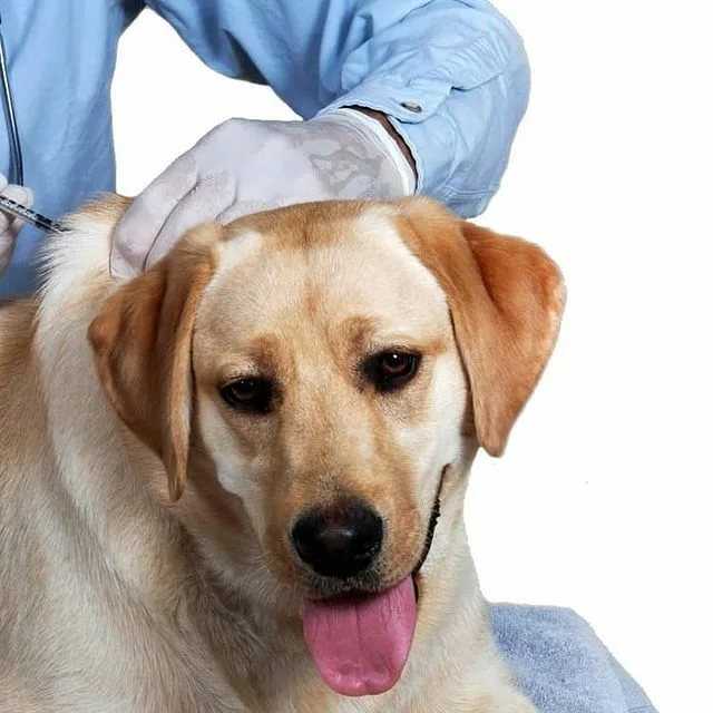 Как ставить укол в холку собаке: подготовка и алгоритм действий, правила и рекомендации, возможные осложнения