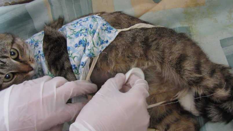 Кастрация кота – подробно о процедуре и последствиях