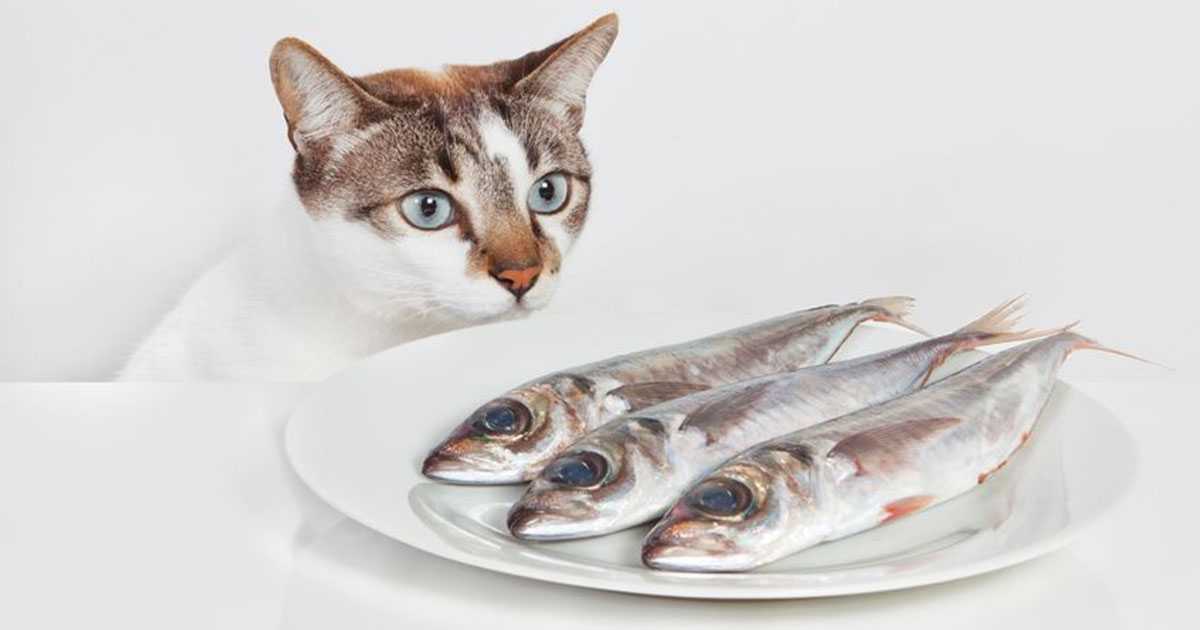 Можно ли кошкам давать рыбу?