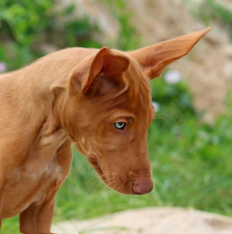 Фараонова собака. описание, особенности, уход и цена фараоновой собаки