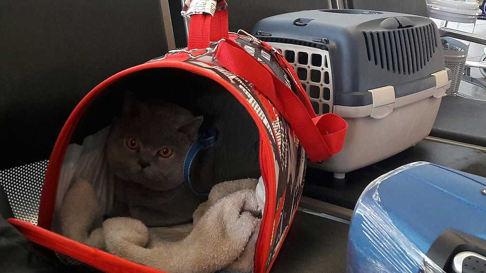 Правила перевозки кошек:: как перевезти кошку самолетом, поездом и на машине