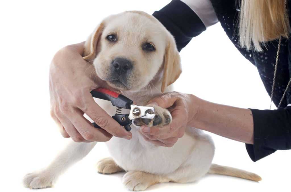 Стрижка когтей собаке: 4 этапа домашней процедуры