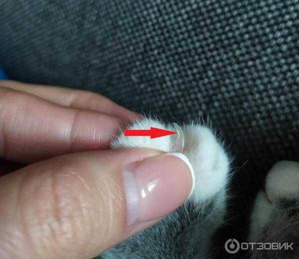 Почему кошка грызет когти и что с этим делать?