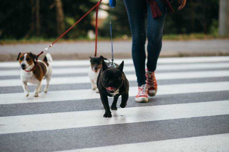 Первая прогулка щенка на улице: когда можно гулять, подготовка, что взять с собой