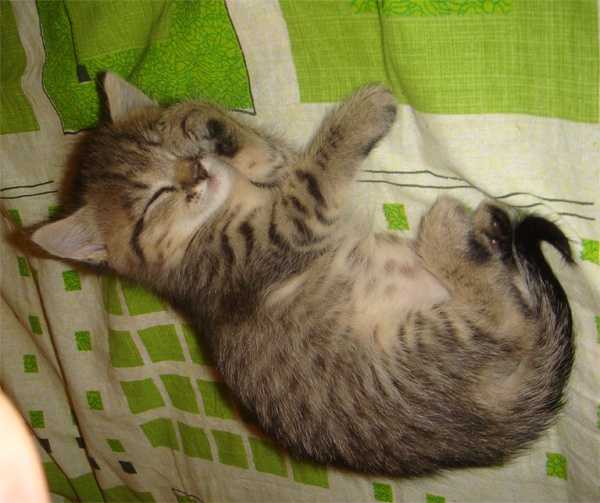 11 советов, как приучить кошку спать ночью
