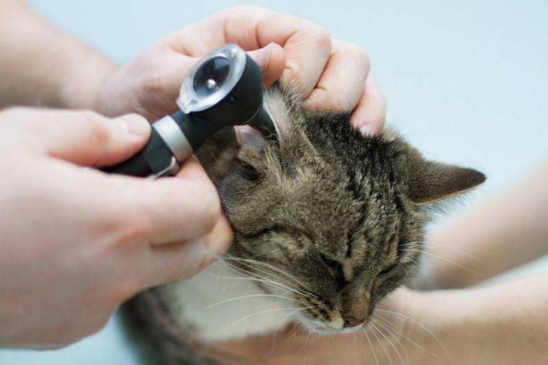 Каким средством кошке чистят уши